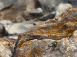 FZ027752 Little lizard on colour rock.jpg